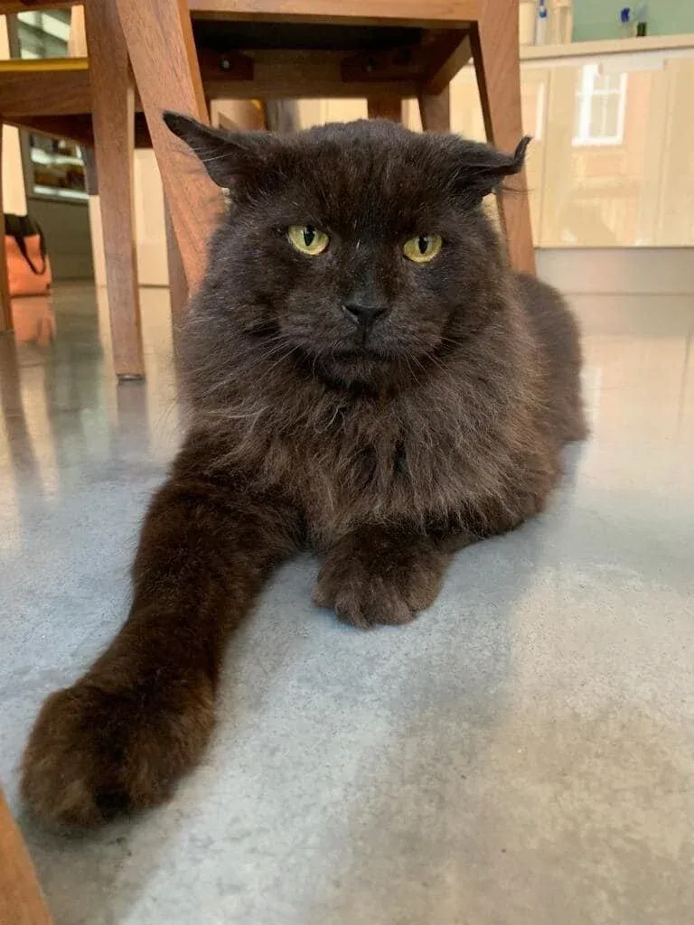 Shadow after recovery