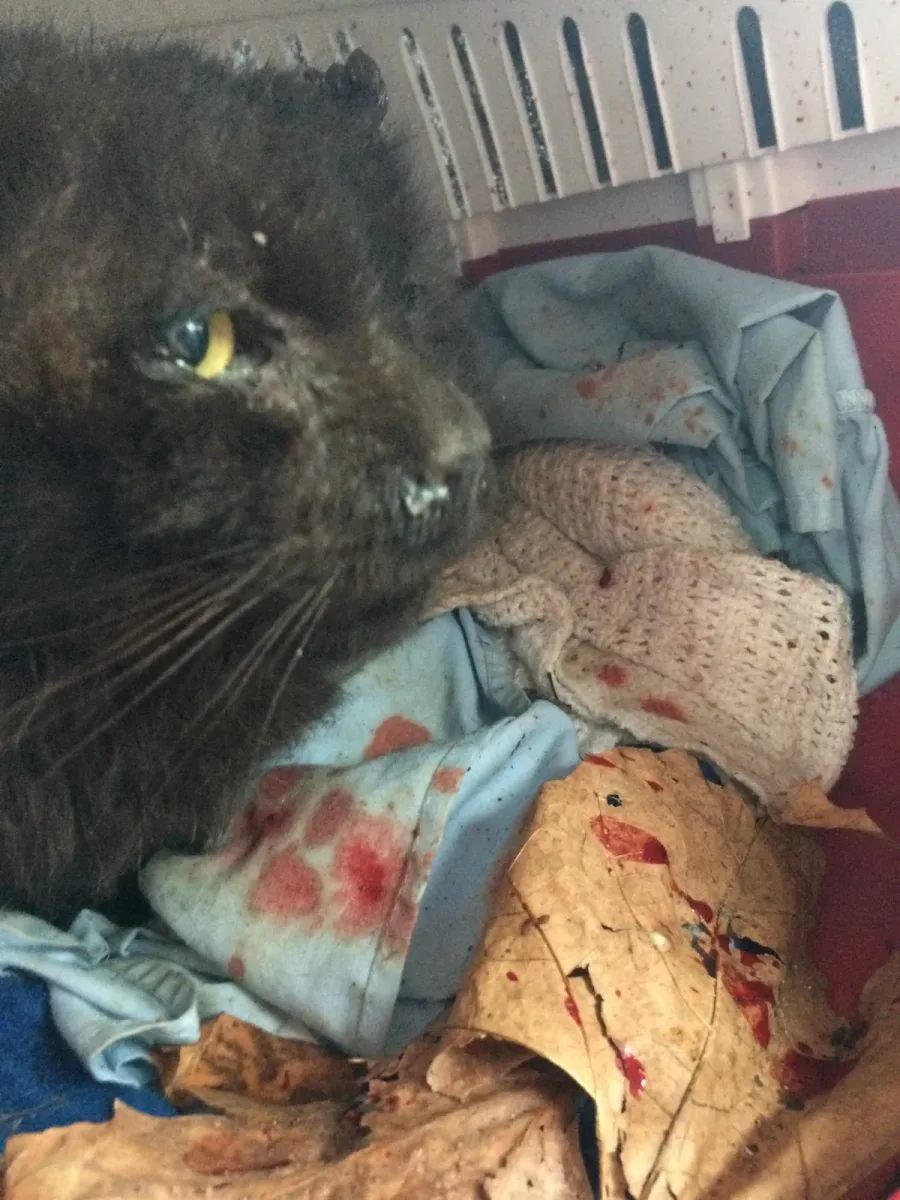 Shadow when rescued