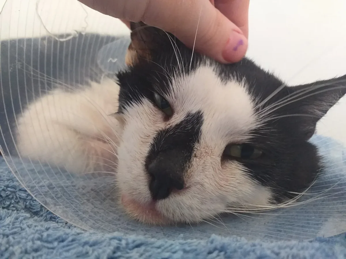 Domino after recovery