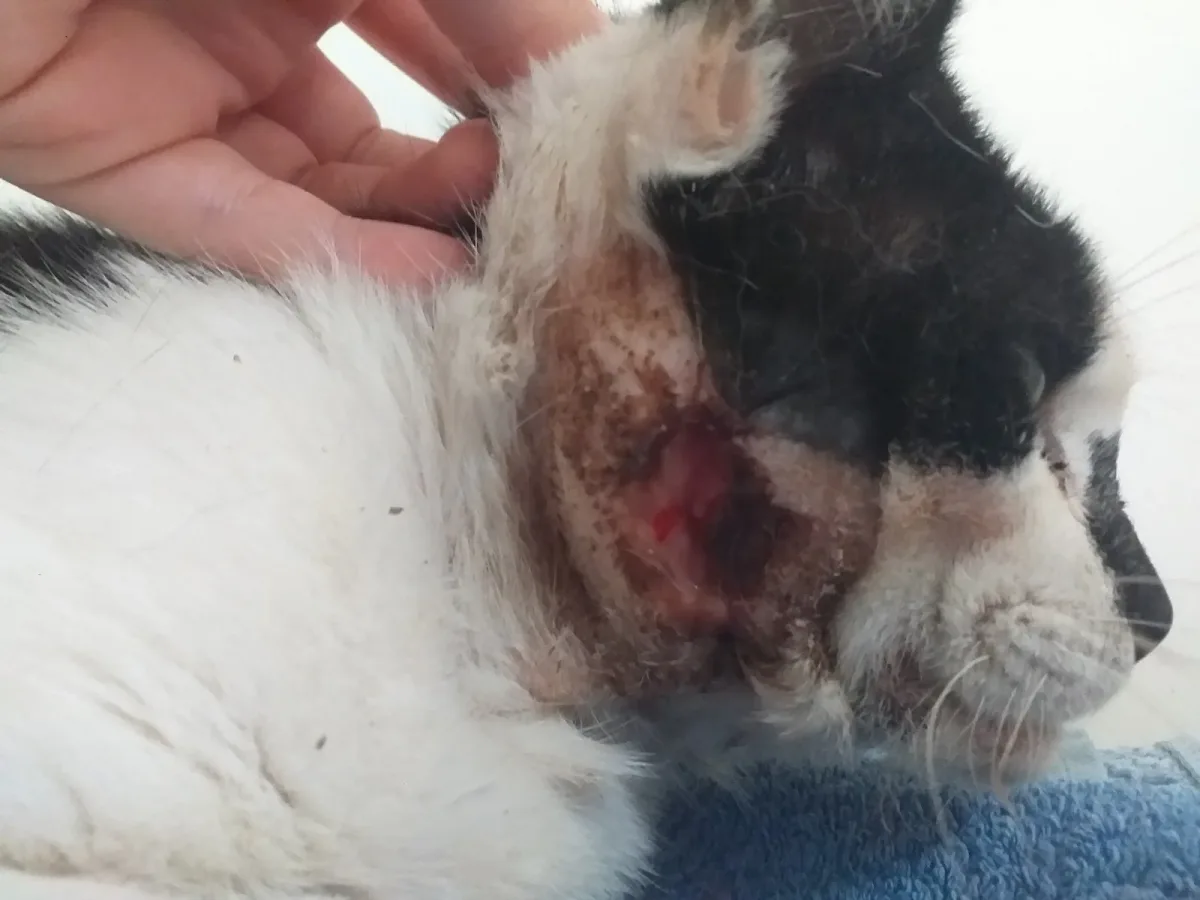 Domino when rescued