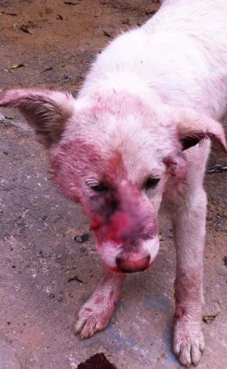 Snow when rescued
