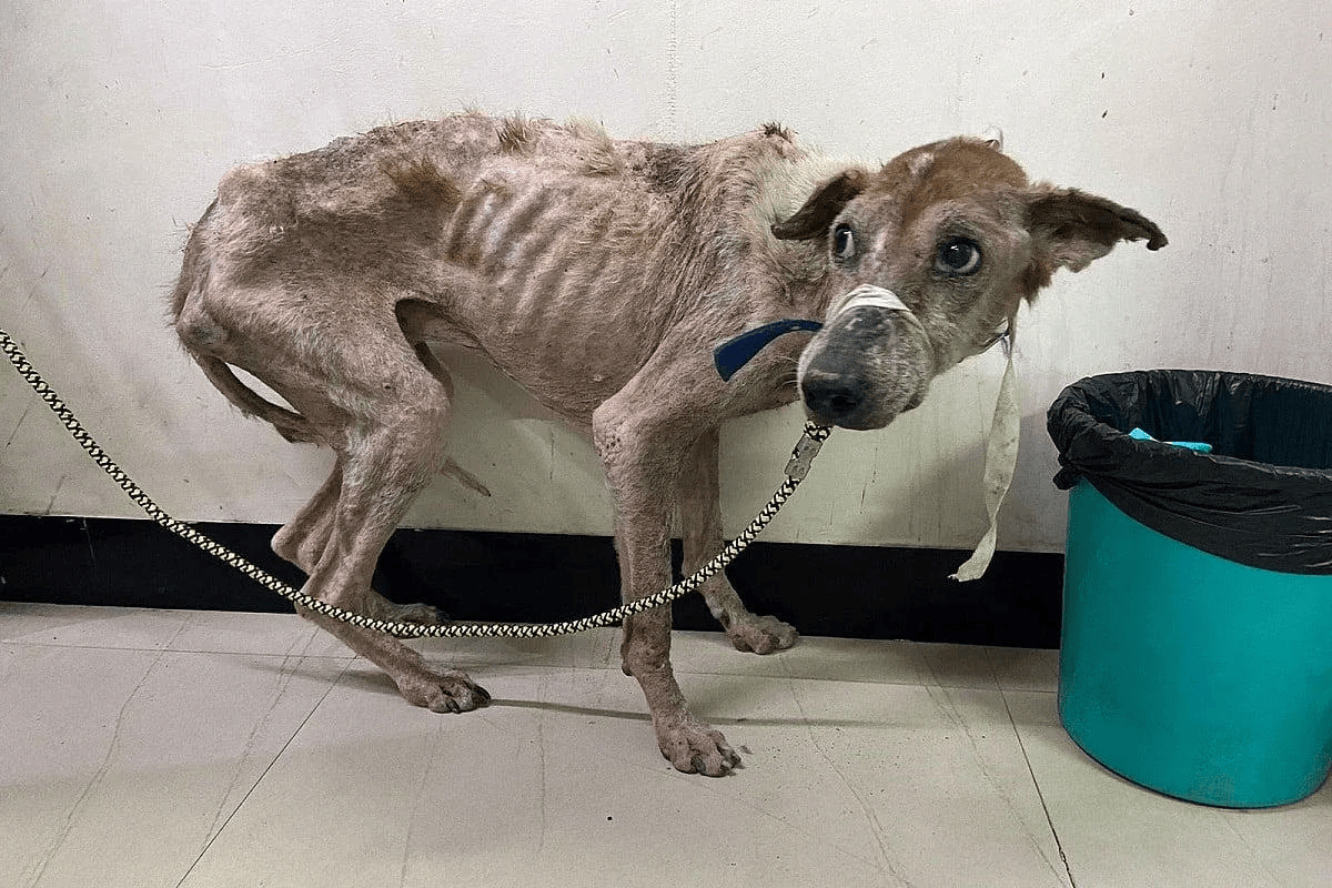 Rescued animal in our care, photo 1