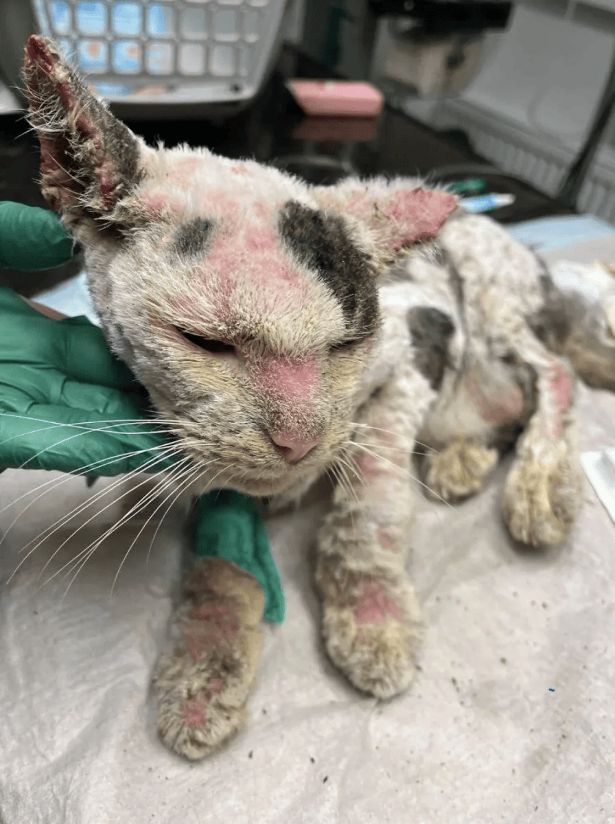 Rescued animal in our care, photo 2
