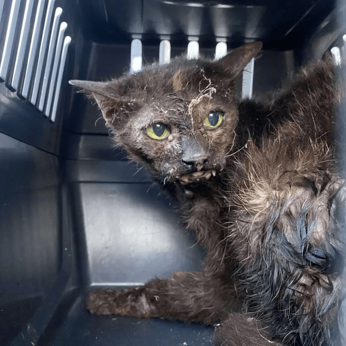 Rescued animal in our care, photo 3