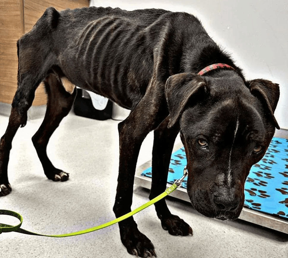 Rescued animal in our care, photo 4