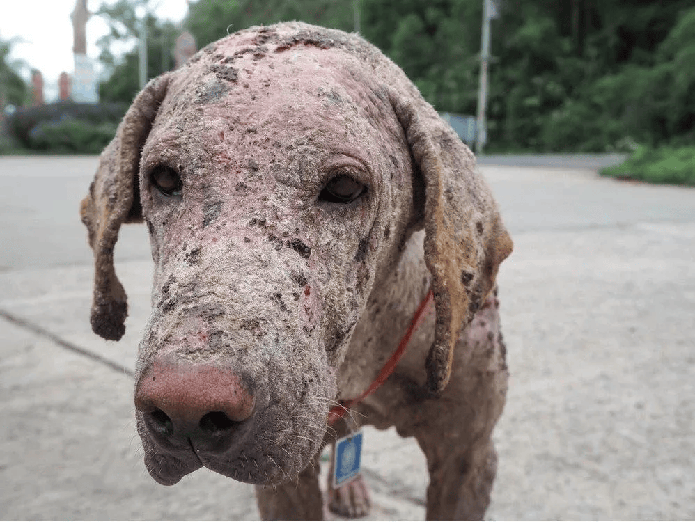 Rescued animal in our care, photo 5
