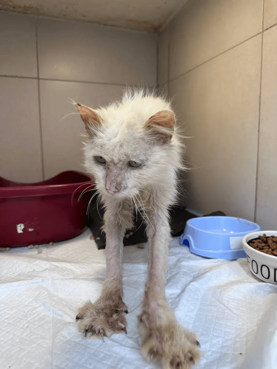 Rescued animal in our care, photo 6