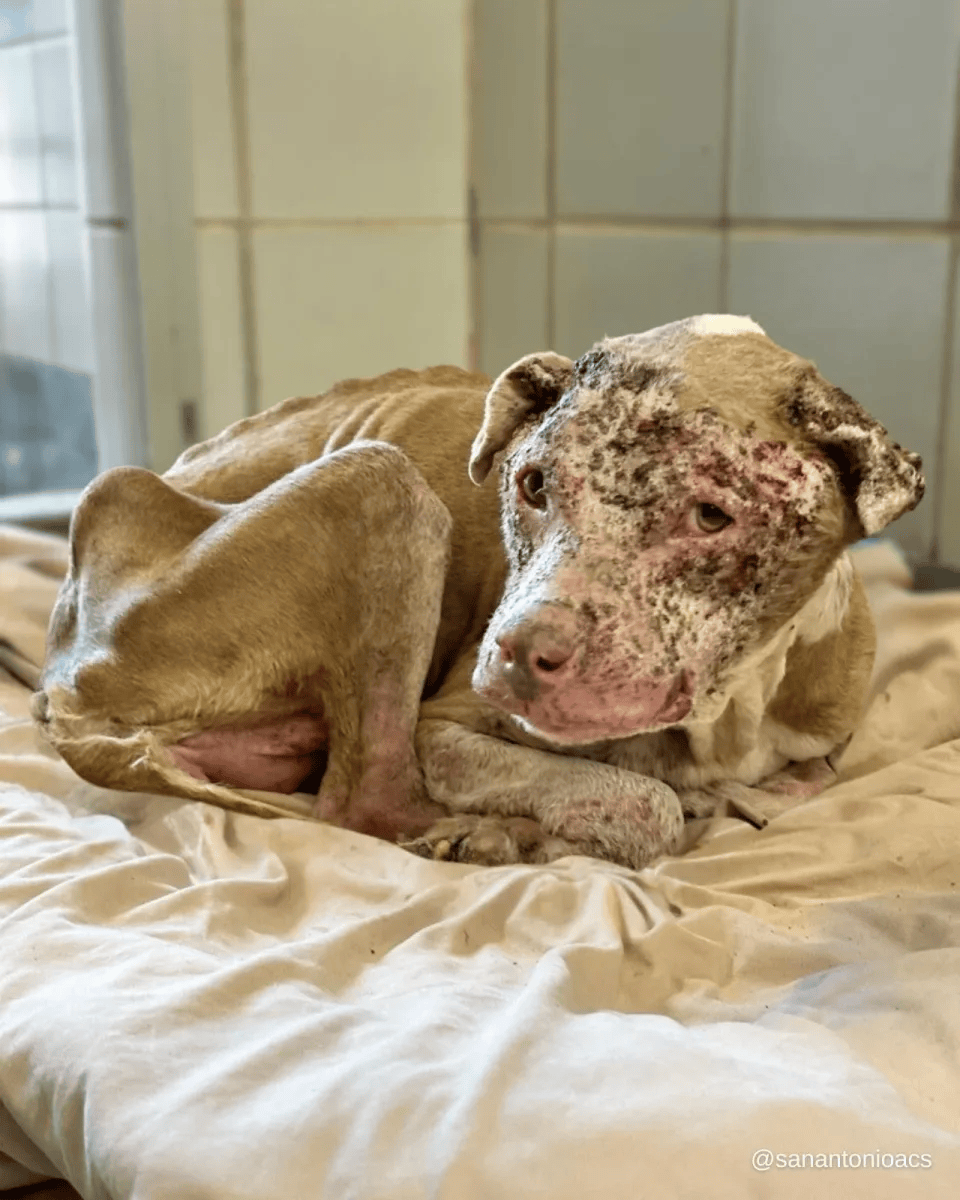 Rescued animal in our care, photo 7