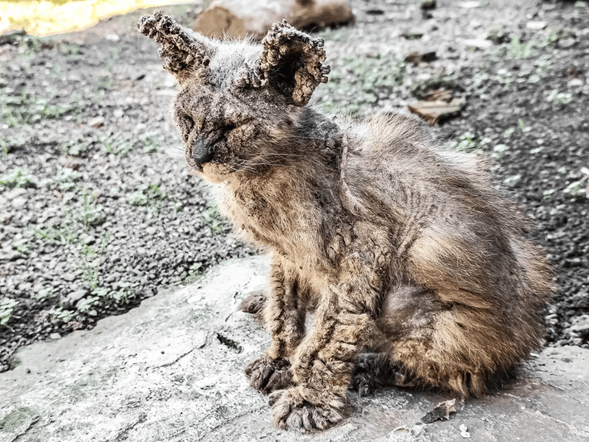 Rescued animal in our care, photo 8