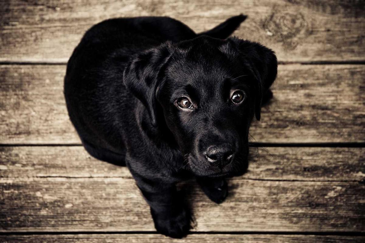 A black Labrador puppy sitting on wooden boards, looking up