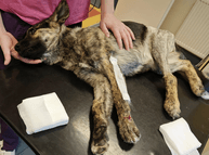 Annie needs your help – fundraiser for surgery on her broken leg