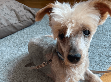 Fundraiser – Danik needs our help – photo 2