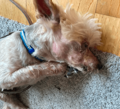 Fundraiser – Danik needs our help – photo 1