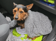 Fundraiser for Benik, a found dog with a broken leg