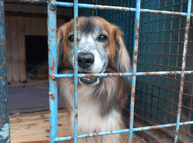 Warmth, safety, hope – Kennels for the Dej Pac! sanctuary