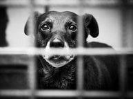 Fundraiser to support senior dog adoptions