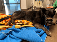 Fundraiser for a German Shepherd female hit by a car