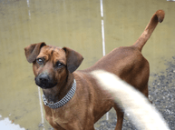 Flooded Slovak shelter – fundraiser to build kennels at a new site