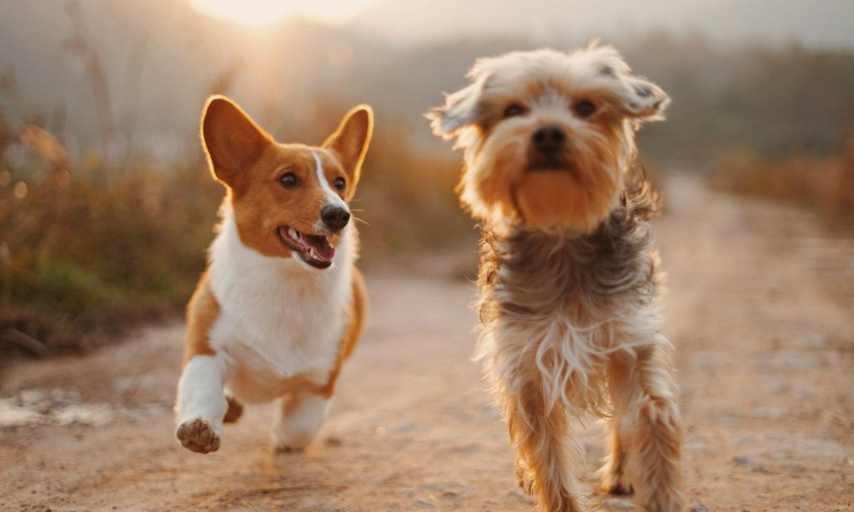 A corgi and a terrier running together along a sunny path