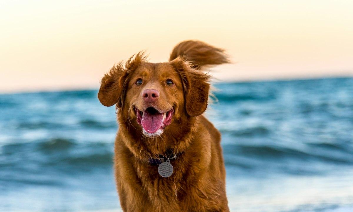 A happy golden-brown dog running on the beach
