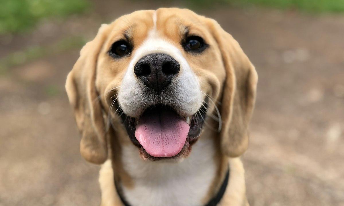 A smiling beagle looking straight at the camera
