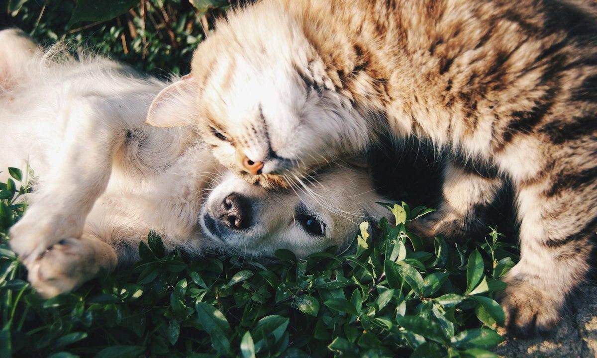 A ginger cat and a puppy curled up together on the grass