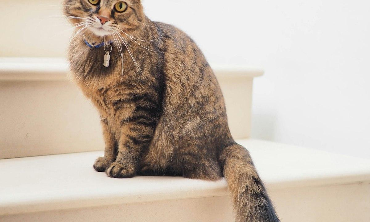 A tabby cat sitting on a white staircase