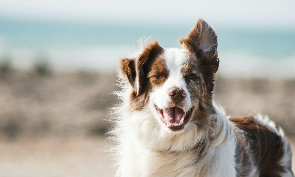 A happy Australian Shepherd with its ears up